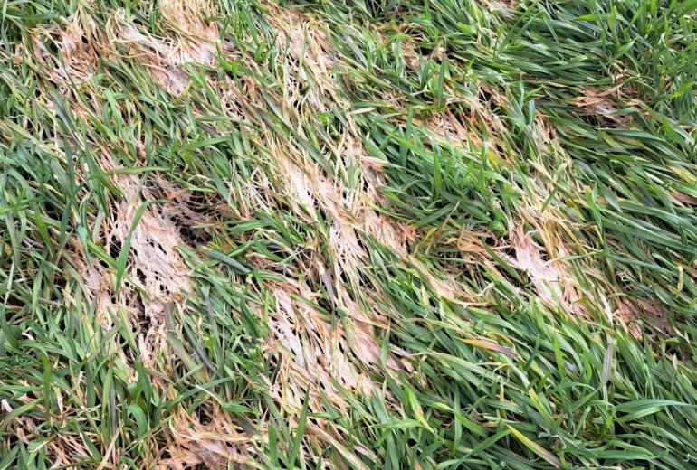Kevadised väljakutsed: Põllutööd ja kahjurite kontroll