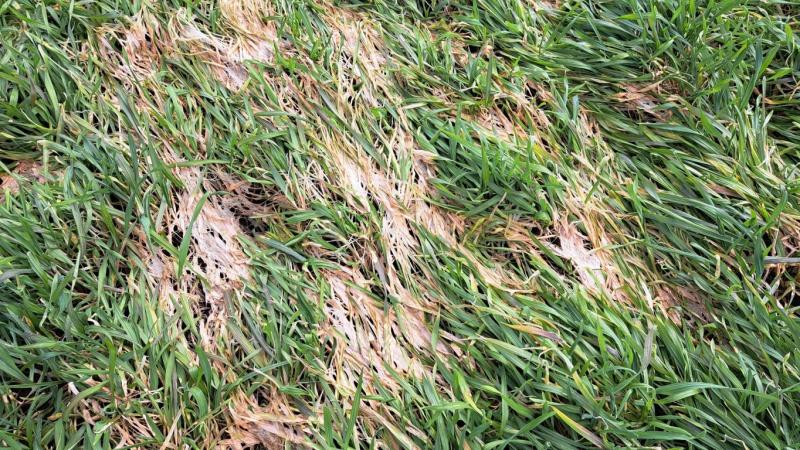 Kevadised väljakutsed: Põllutööd ja kahjurite kontroll