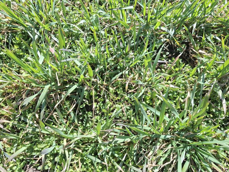 Taliteraviljade umbrohutõrjest