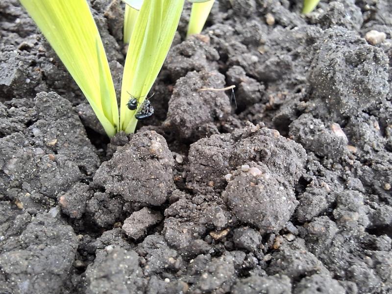 Olukorrast põllul ja herne ning põldoa umbrohutõrje