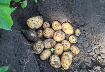 Kuidas saada kartulilt suurem saak? Starterväetised ja biostimulaatorid aitavad