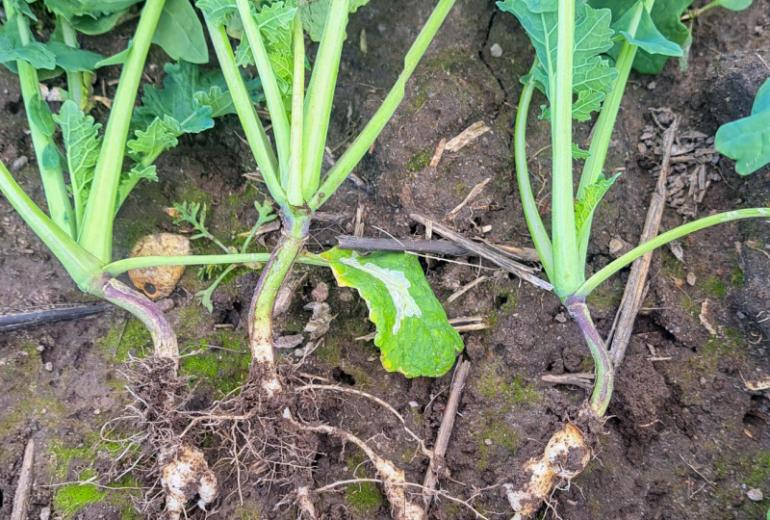 Kuidas kaitsta rapsipõldu nuutri eest? Eesti põldude isolaadid panevad resistentsuse proovile