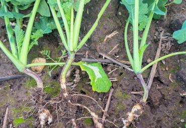 Kuidas kaitsta rapsipõldu nuutri eest? Eesti põldude isolaadid panevad resistentsuse proovile