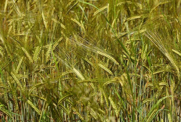 Fungitsiiditundlikkus Eesti nisupõldudel: kõrreliste helelaiksust saab piirata õigeaegse tõrjega