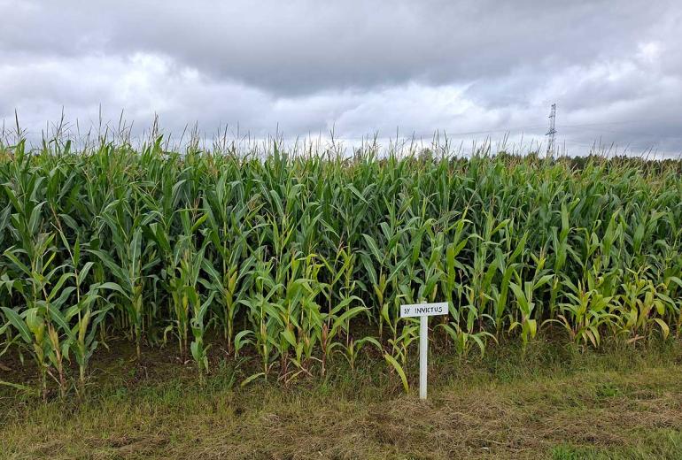 Teraks ei saa, silo päästab päeva | Maisi esimene aasta Irbites farmis