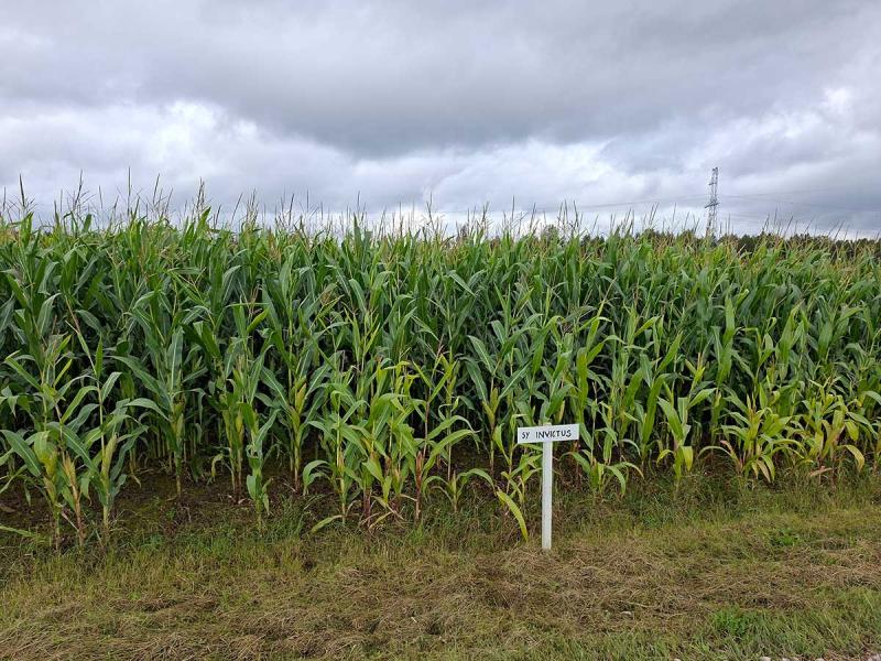 Teraks ei saa, silo päästab päeva | Maisi esimene aasta Irbites farmis