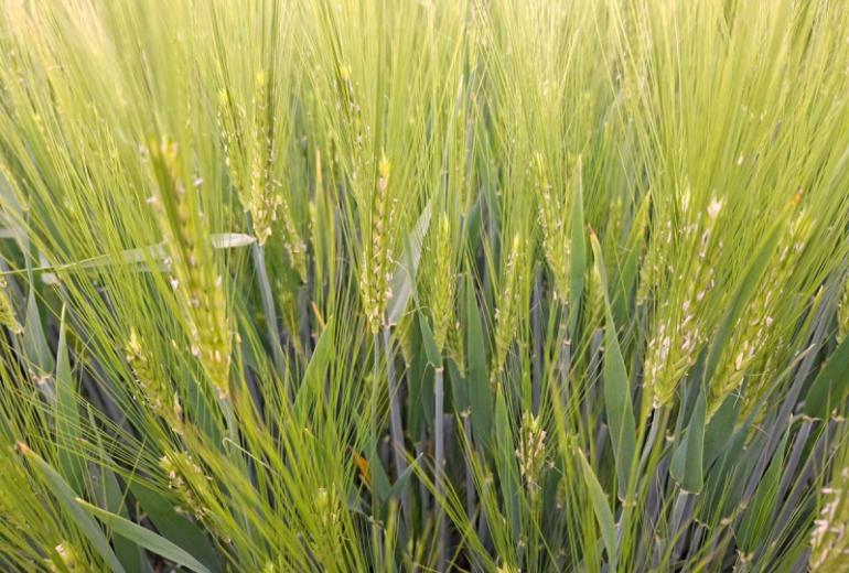 Fusarioos teraviljal – bioloogilised riskid ja praktilised õppetunnid